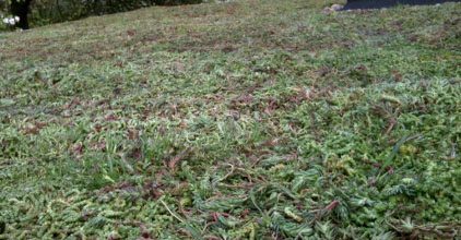 Compliment Your Green Roofing Solution by Being More Environmentally Friendly