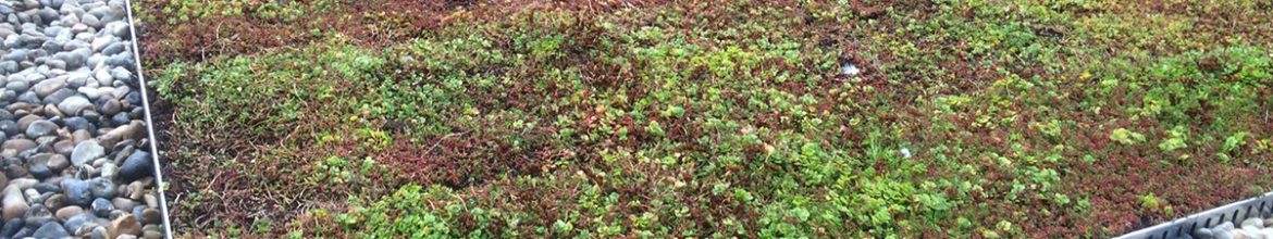 The Benefits of Green Roof Systems