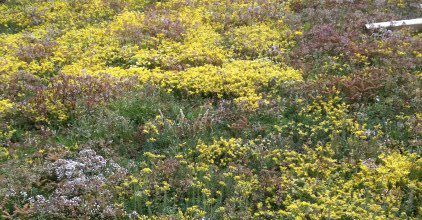 Why Are Green Roofs Important?